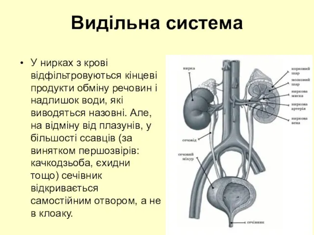 Видільна система У нирках з крові відфільтровуються кінцеві продукти обміну