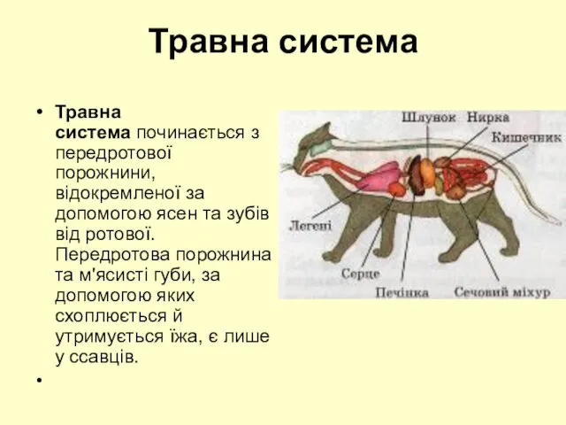 Травна система Травна система починається з передротової порожнини, відокремленої за