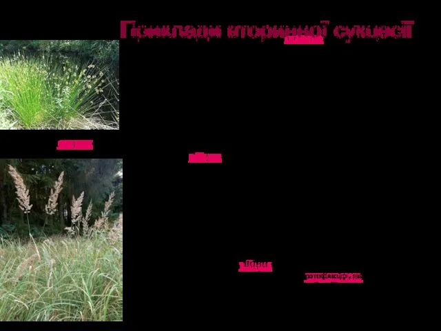 Приклади вторинної сукцесії торинні сукцесії - це відновлення природної рослинності