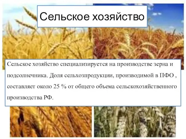 Сельское хозяйство Сельское хозяйство специализируется на производстве зерна и подсолнечника.