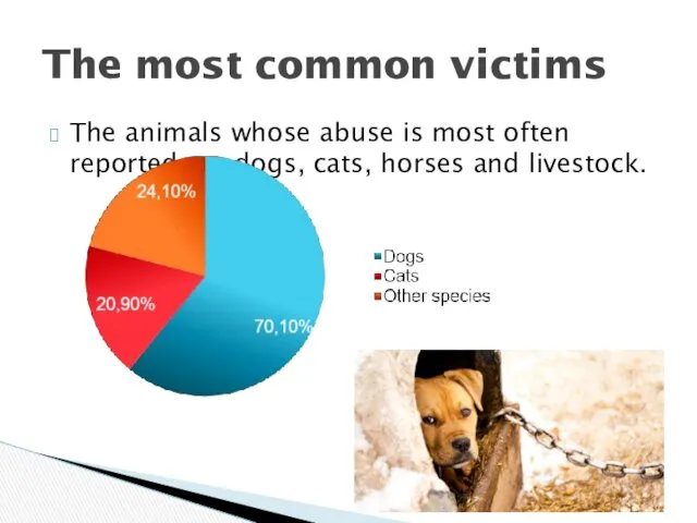 The animals whose abuse is most often reported are dogs,