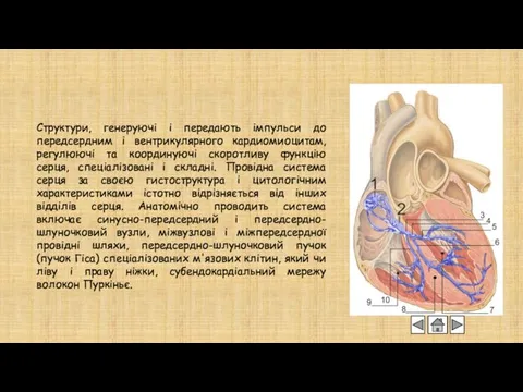 Структури, генеруючі і передають імпульси до передсердним і вентрикулярного кардиомиоцитам,