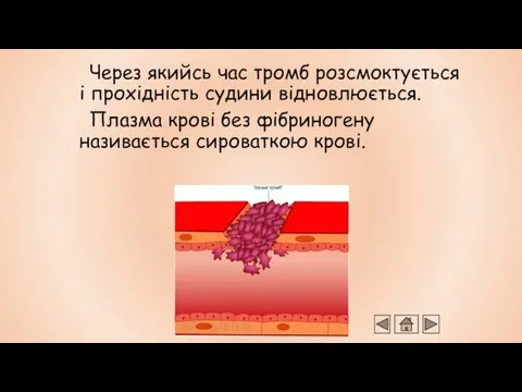 Через якийсь час тромб розсмоктується і прохідність судини відновлюється. Плазма крові без фібриногену називається сироваткою крові.