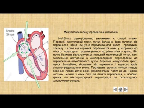 Межузловая шляху проведення імпульсів Найбільш функціонально значимими є спадні шляху.