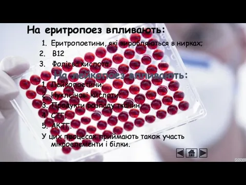 На еритропоез впливають: 1. Еритропоетини, які виробляються в нирках; В12