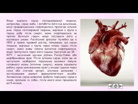 Якщо вирізати серце холоднокровної тварини, наприклад, серце жаби, і запобігти