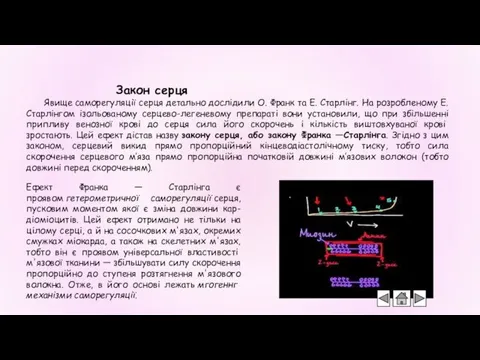 Закон серця Явище саморегуляції серця детально дослідили О. Франк та