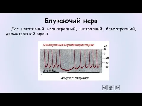 Дає негативний хронотропний, інотропний, батмотропний, дромотропний ефект. Блукаючий нерв