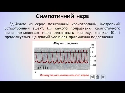 Здійснює на серце позитивний хронотропний, інотропний батмотропний ефект. Дія самого