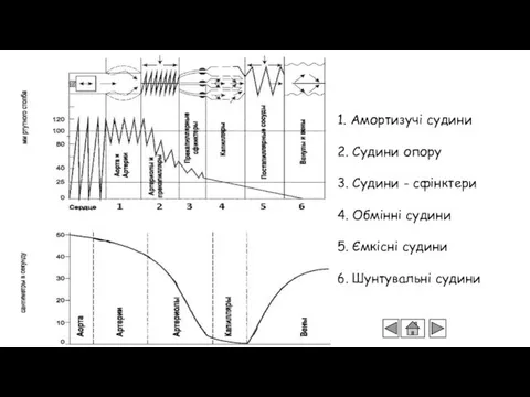 1. Амортизучі судини 2. Судини опору 3. Судини - сфінктери