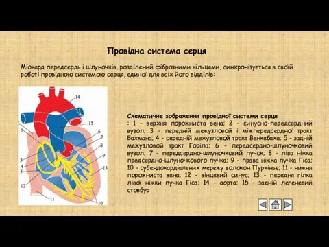 Провідна система серця Міокард передсердь і шлуночків, розділений фіброзними кільцями,