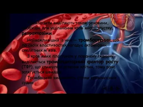 Тромбоцити виділяють також речовини, необхідні для ущільнення кров'яного згустку, ретрактозіми.