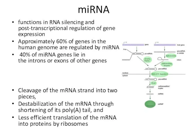 miRNA functions in RNA silencing and post-transcriptional regulation of gene