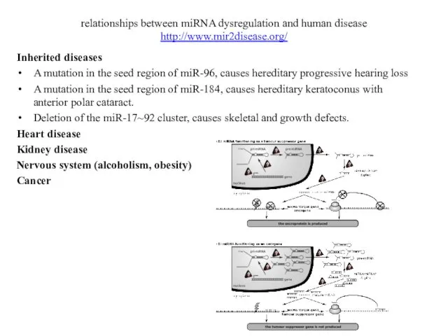 relationships between miRNA dysregulation and human disease http://www.mir2disease.org/ Inherited diseases