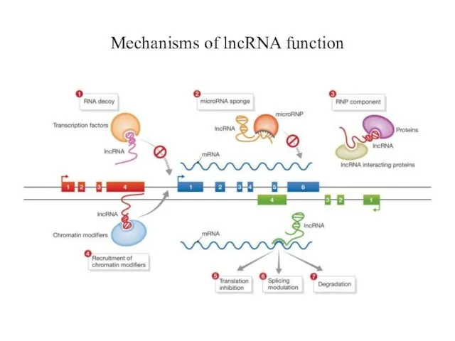 Mechanisms of lncRNA function