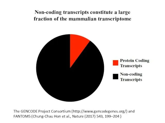 Non-coding transcripts constitute a large fraction of the mammalian transcriptome