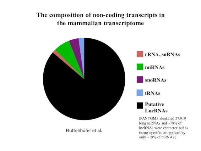 The composition of non-coding transcripts in the mammalian transcriptome Huttenhofer