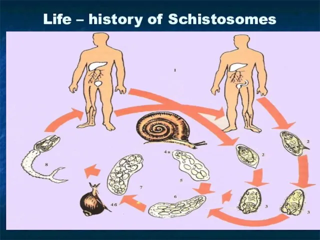 Life – history of Schistosomes