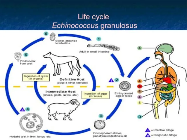 Life cycle Echinococcus granulosus