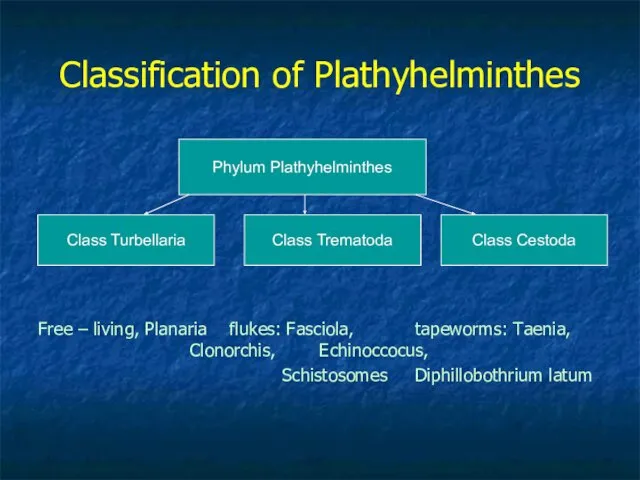 Classification of Plathyhelminthes Free – living, Planaria flukes: Fasciola, tapeworms: