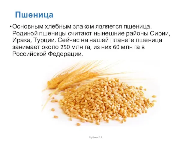Пшеница Основным хлебным злаком является пшеница. Родиной пше­ницы считают нынешние