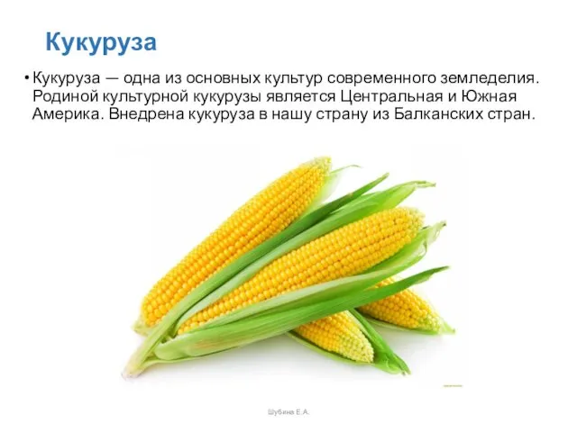 Кукуруза Кукуруза — одна из основных культур современного земледе­лия. Родиной культурной кукурузы является