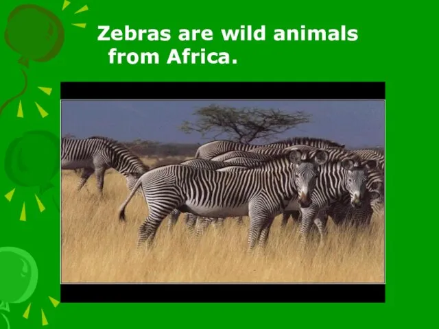 Zebras are wild animals from Africa.