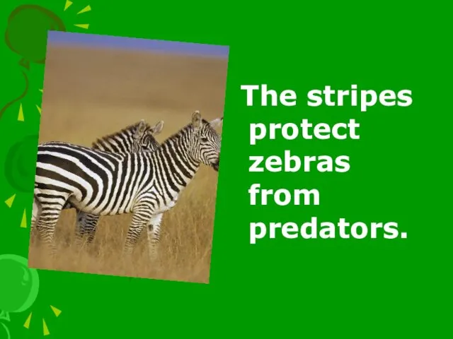 The stripes protect zebras from predators.