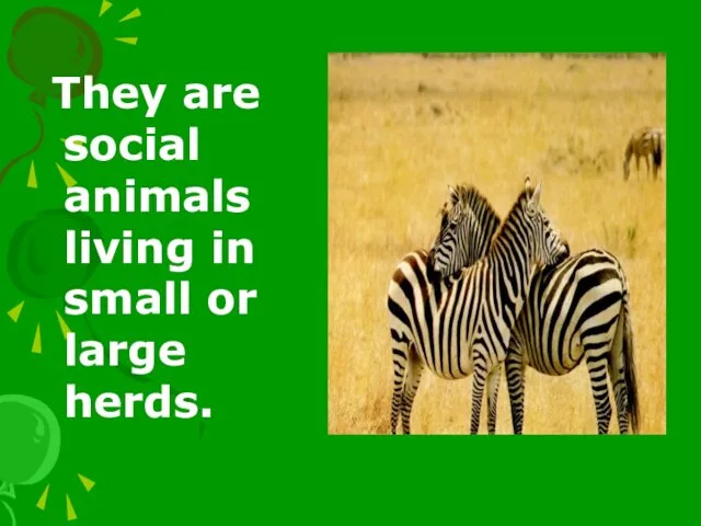 They are social animals living in small or large herds.