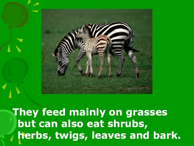 They feed mainly on grasses but can also eat shrubs, herbs, twigs, leaves and bark.