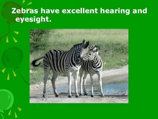 Zebras have excellent hearing and eyesight.