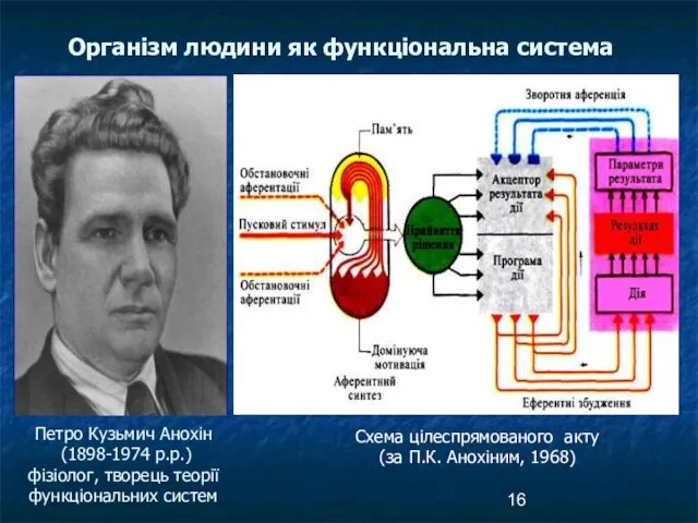 Петро Кузьмич Анохін (1898-1974 р.р.) фізіолог, творець теорії функціональних систем