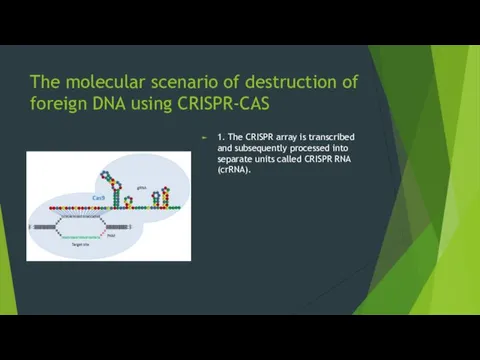 The molecular scenario of destruction of foreign DNA using CRISPR-CAS