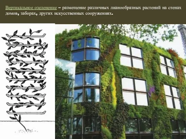 Вертикальное озеленение – размещение различных лианообразных растений на стенах домов, заборах, других искусственных сооружениях.