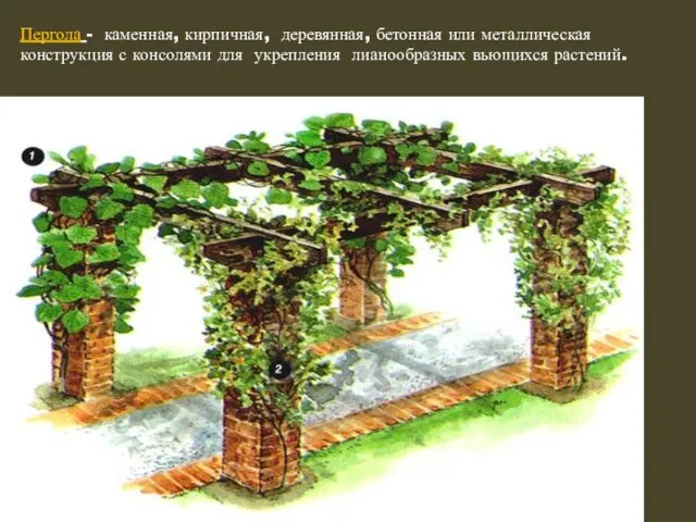 Пергола - каменная, кирпичная, деревянная, бетонная или металлическая конструкция с консолями для укрепления лианообразных вьющихся растений.
