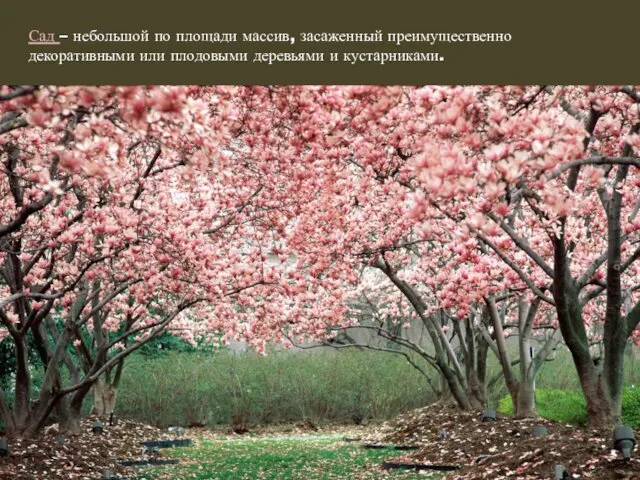Сад – небольшой по площади массив, засаженный преимущественно декоративными или плодовыми деревьями и кустарниками.