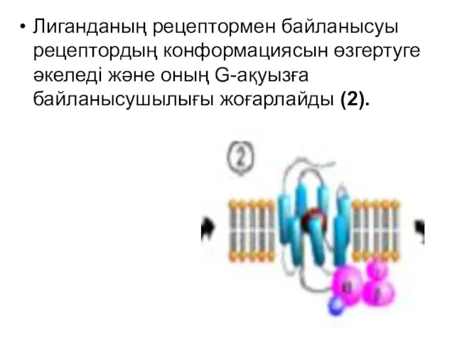 Лиганданың рецептормен байланысуы рецептордың конформациясын өзгертуге әкеледі және оның G-ақуызға байланысушылығы жоғарлайды (2).
