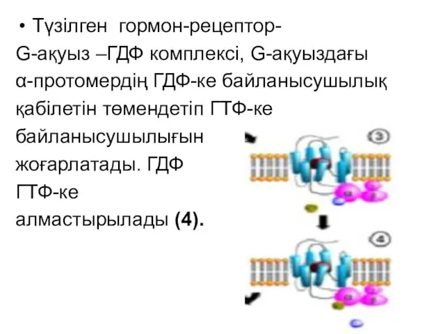 Түзілген гормон-рецептор- G-ақуыз –ГДФ комплексі, G-ақуыздағы α-протомердің ГДФ-ке байланысушылық қабілетін төмендетіп ГТФ-ке байланысушылығын