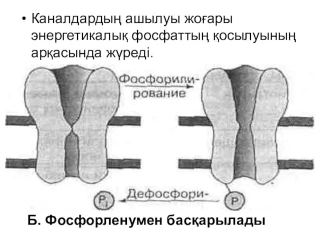 Каналдардың ашылуы жоғары энергетикалық фосфаттың қосылуының арқасында жүреді. Б. Фосфорленумен басқарылады