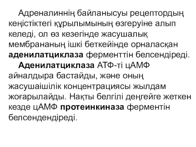 Адреналиннің байланысуы рецептордың кеңістіктегі құрылымының өзгеруіне алып келеді, ол өз кезегінде жасушалық мембрананың