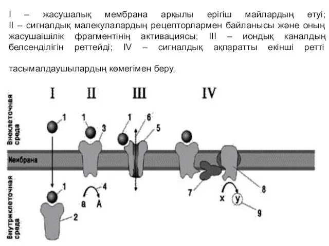 I – жасушалық мембрана арқылы ерігіш майлардың өтуі; II – сигналдық малекулалардың рецепторлармен