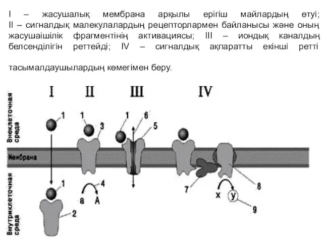 I – жасушалық мембрана арқылы ерігіш майлардың өтуі; II –