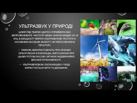 УЛЬТРАЗВУК У ПРИРОДІ ЦІЛИЙ РЯД ТВАРИН ЗДАТЕН СПРИЙМАТИ АБО ВИПРОМІНЮВАТИ ЧАСТОТИ ХВИЛЬ ЗНАЧНО