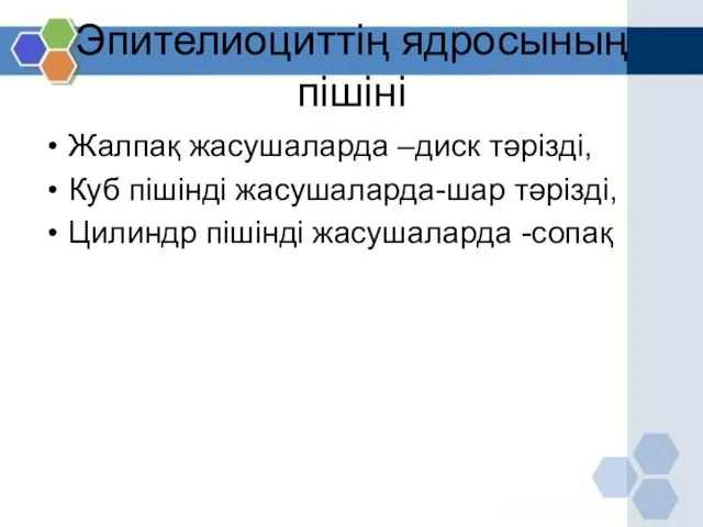 Эпителиоциттің ядросының пішіні Жалпақ жасушаларда –диск тәрізді, Куб пішінді жасушаларда-шар тәрізді, Цилиндр пішінді жасушаларда -сопақ