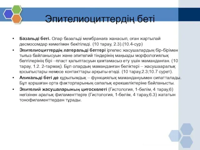 Эпителиоциттердің беті Базальді беті. Олар базальді мембранаға жанасып, оған жартылай