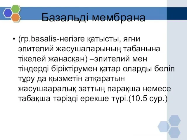 Базальді мембрана (гр.basalis-негізге қатысты, яғни эпителий жасушаларының табанына тікелей жанасқан)