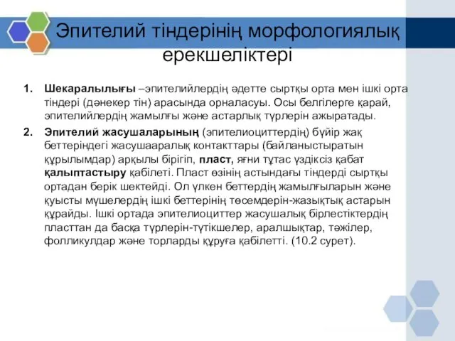 Эпителий тіндерінің морфологиялық ерекшеліктері Шекаралылығы –эпителийлердің әдетте сыртқы орта мен