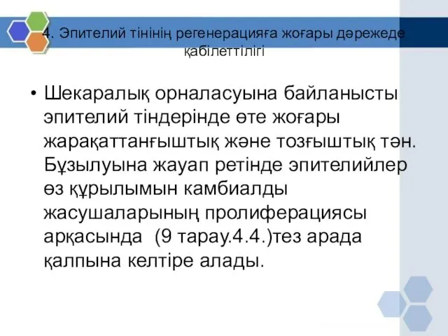 4. Эпителий тінінің регенерацияға жоғары дәрежеде қабілеттілігі Шекаралық орналасуына байланысты