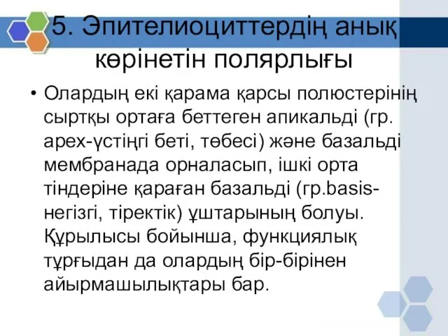 5. Эпителиоциттердің анық көрінетін полярлығы Олардың екі қарама қарсы полюстерінің