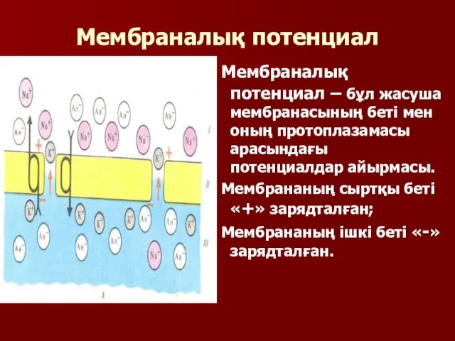 Мембраналық потенциал Мембраналық потенциал – бұл жасуша мембранасының беті мен